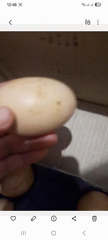 essek sudu satisi: Brahma cinsinə aid damazlıq yumurtalar 1.50 qepik temiz qan brama — 1