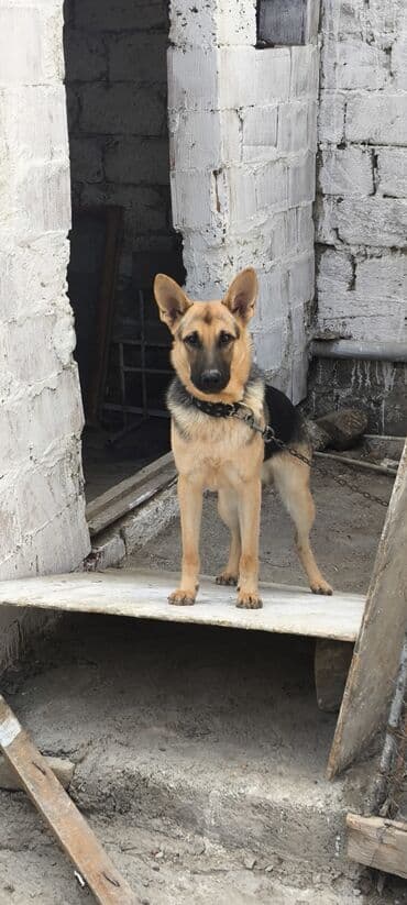 купить хаски щенка: Немецкая овчарка, 1 год, Самец, Для вязки, Самовывоз — 1