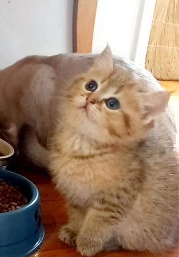 pişik qutusu: Britan, Erkək, Dişi, Yaxşı əllərə, Ünvandan götürmə — 8