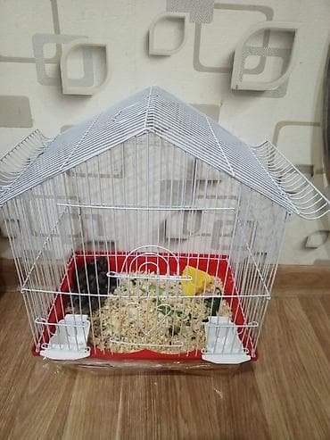 cunqarik qəfəs: Yenidir — 1