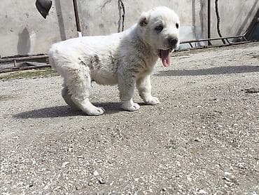 Птицы: Алабай, 1 месяц, Самец, Платная доставка — 3