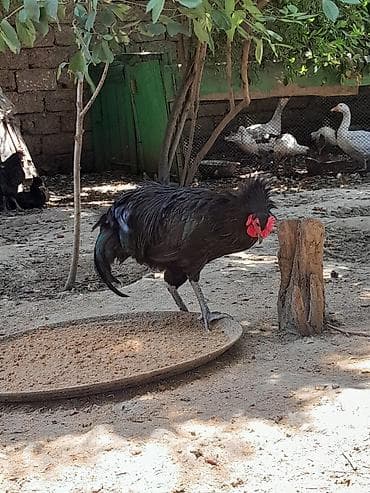 Toyuqlar: Təmiz avsrolop xoruzlardi 6ayliqdi 3 kiloya yaxin çəkiləri var — 5