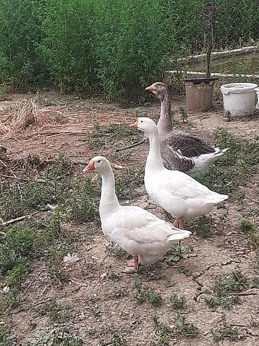 Lənkəranda iki dənə linda qazları🦢 satılır.Çoxu satılıb.İki dənə