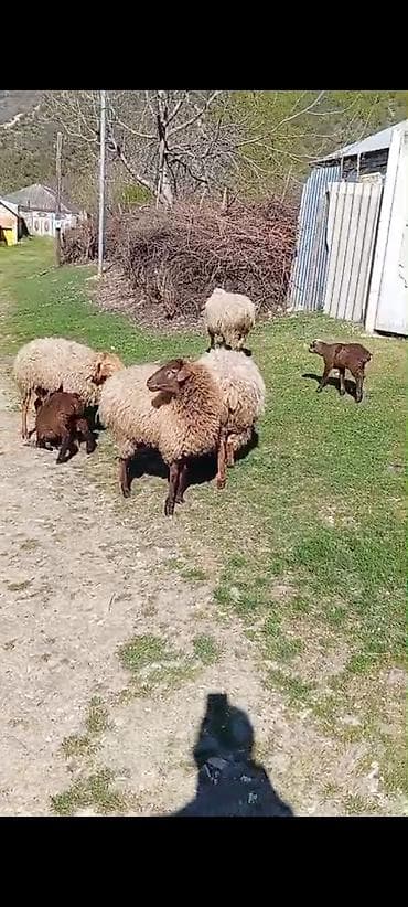 coban iti satilir: 2 baş şişək qoçunu alıb boğazdır 2baş da balalı qoyun qoyunun biri 4 — 2