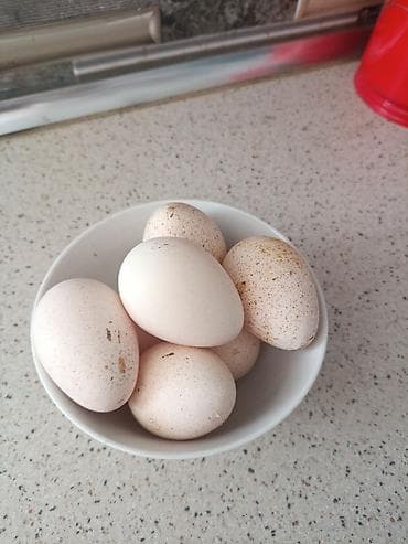 qaşqaldağ quşu: Hindusqa yumurtasi bir ededi 1,50qepik - Ağ rəngli, nöqtəli qabıqlı — 3