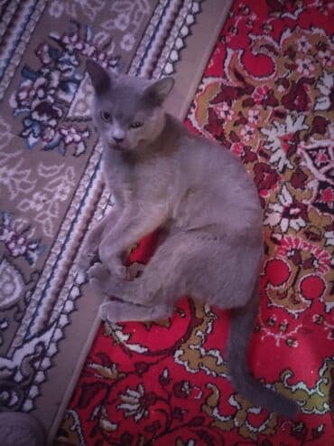 Boz rəngli ev pişiyi - Rəng: vahid kül/boz tük örtüyü, qısa və hamar — 1