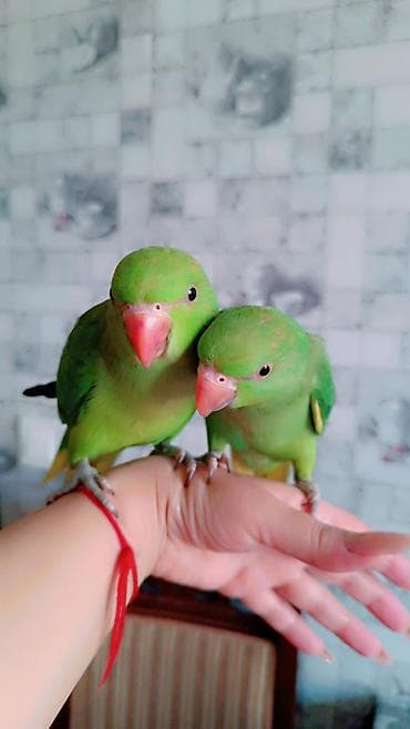neon isiqlar: 2 ayliq erkek bala əldə bəslənib, barter yoxdur — 8