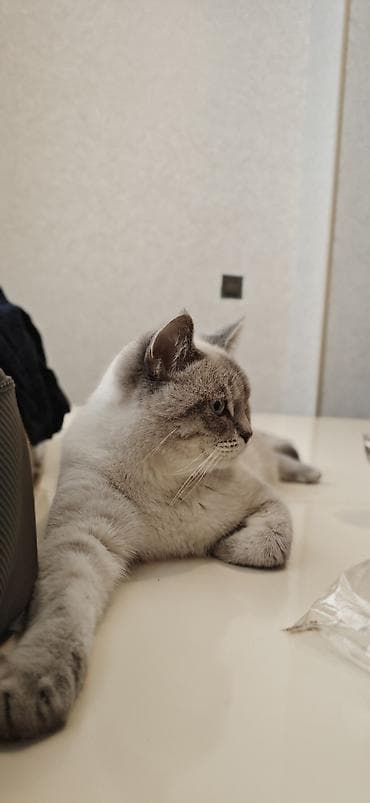 ev heyvanlari satisi: Növ: Ev pişiyi Cinsə bənzər xüsusiyyətlər: qısa tüklü, açıq boz-krem — 2