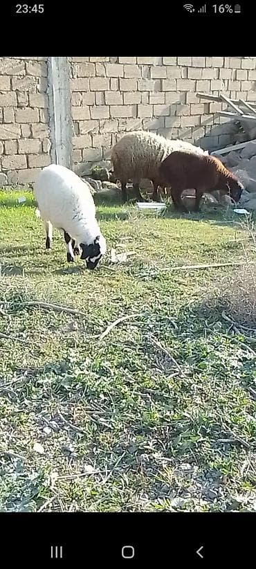 Yemlər: Salam 2 dənə əmlik quzu 1 erkəy 1 dişi tək tək satılmır tam sağlam — 3