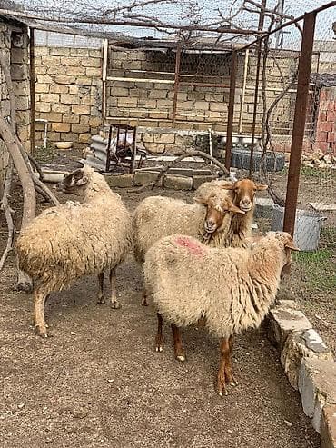 yeher satisi: Boğaz qoyunlar satılır — 1