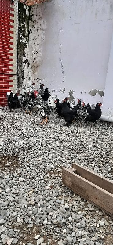 korella quş: Bu toyuqların yumurtaları sifarişlə yığılıb satılır öz həyətimdədi — 3