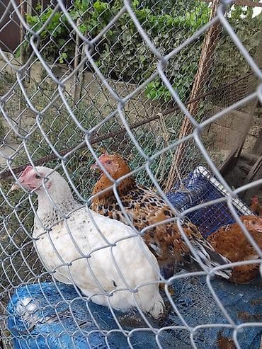 Toyuq, Yumurtalıq lalafo.az -da Toyuq, Yumurtalıq