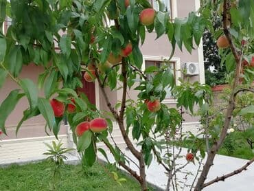 barter kupça: 150 м², 4 комнаты — 4