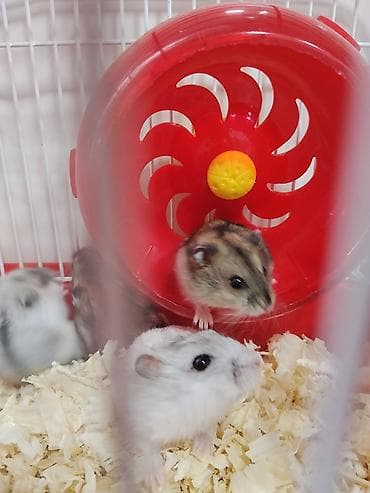Heyvanlar üçün mallar: Cırtdan hamsterlər – qəfəs və aksesuarları ilə Məhsul təsviri: - — 6