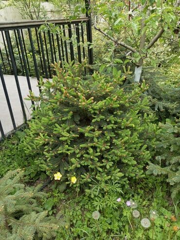 dibcək gulləri ev gulleri ve adlari: Hərkəsə salam😀 Quba ərazisində krimlovski şam ağaclarının topdan və — 11