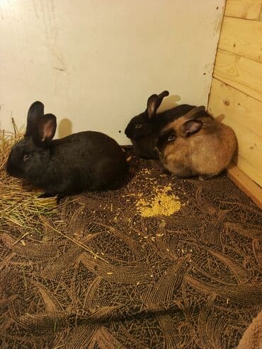 dövsan: Ev dovşanları – 3 ədəd Təsvir: - Şəkillərdə 3 ev dovşanı görünür — 3