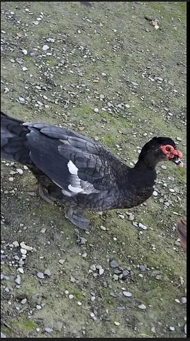 Atlar: Dişi, | Lal ördək, Damazlıq, Ödənişli çatdırılma, Rayonlara çatdırılma — 5