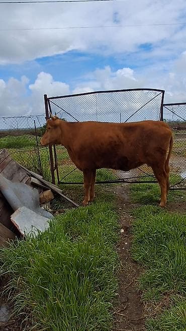 qaz balası satilir: Dişi, il: 4, Südlük, Ünvandan götürmə — 3