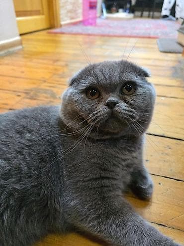 sort pişik: Şotland, Erkək, Yaxşı əllərə, Pulsuz çatdırılma — 8