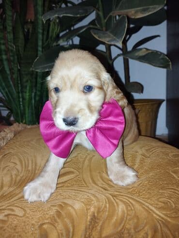 ingilis setteri it cinsi digər adı: Koker spaniyel, 1 ay, Erkek, Sənədli, Ünvandan götürmə, Pulsuz çatdırılma, Ödənişli çatdırılma — 4