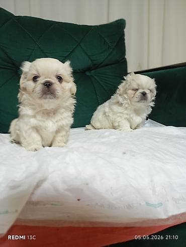 qaz heyvan: Pekines — 2