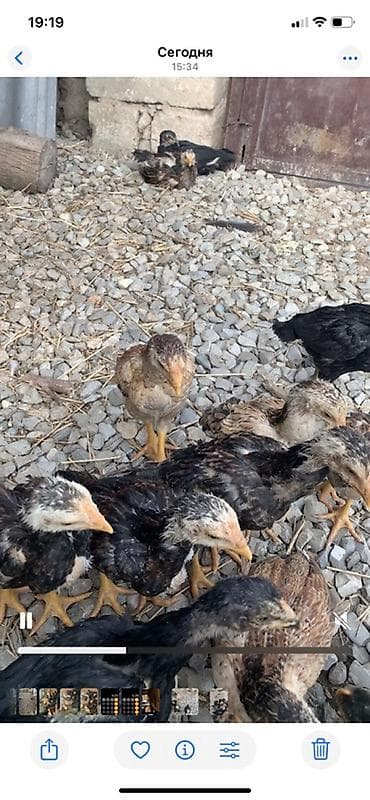 cucə balası: Toyuq cücələri, Damazlıq — 2