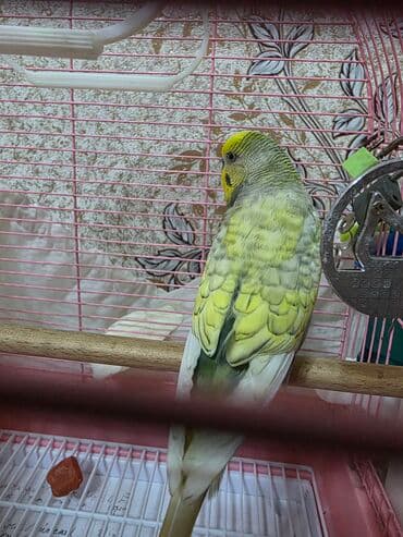 кольчатый попугай цена: Hazır cüt satılır 1 dişi, 1 erkək, 2 ətcəbala və 3 yumurta Ələ — 4
