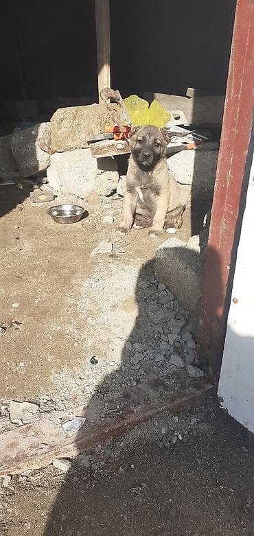 it adlari disi: Kanqal, 1 ay, Erkek — 4