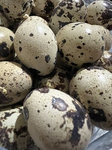 Соления: Məhsul: Bildircin yumurtası qiymət:0.15qəpik Maştağadadır mayalıdır at lalafo.az — 2 Соления: Məhsul: Bildircin yumurtası qiymət:0.15qəpik Maştağadadır mayalıdır — 2