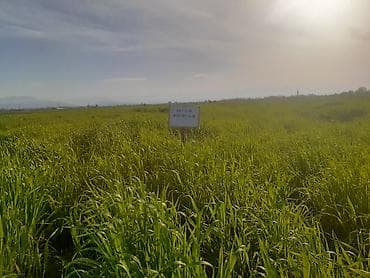 sabuncu rayonunda evler: Kənd təsərrüfatı — 5