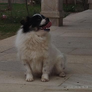 Şpitz, Erkek, Ünvandan götürmə lalafo.az -da Şpitz, Erkek, Ünvandan götürmə