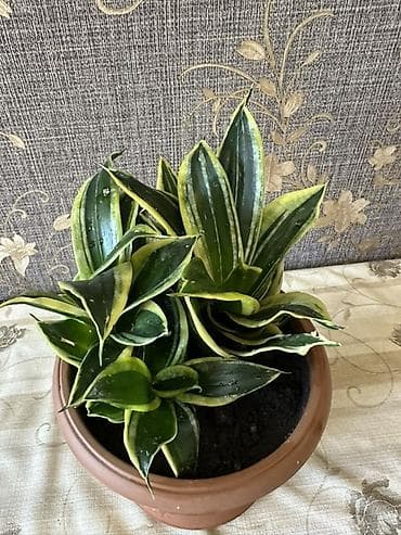diffenbaxiya bitkisi: Sansevieria (Qaynanadili) – variegatlı, kompakt sort - Bitki — 1