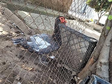 qafqaz coban itləri: 3 ədəd 2 erkək 1 dişi anaş. təmiz gözəl şəkildəki ördəklər — 6