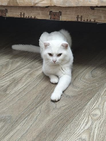 Шотладская вислоухая