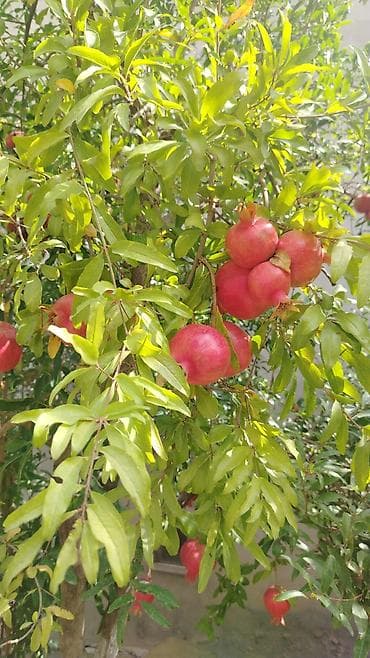 mingecevir emlak.az: 80 kv. m, 3 otaqlı, Kombi, Qaz, İşıq — 3