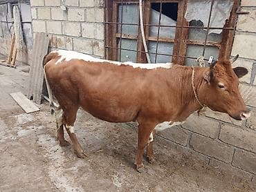 козы: Самка, лет: 1, Для разведения, Для мяса, Самовывоз — 4