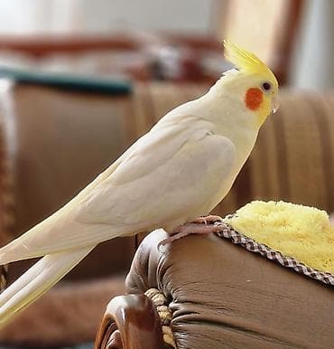 balaca danalar: Salam bayram endirimlərindən istifadə edə bilərsiniz — 3