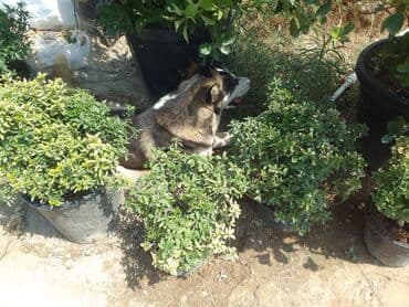 Digər bitkilər: Şimşad bitkisi bağlar, parklar və landşaft dizaynında geniş istifadə — 15