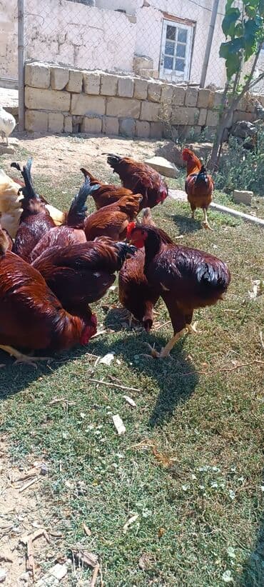 Stəkanlar: Toyuq, Damazlıq — 6