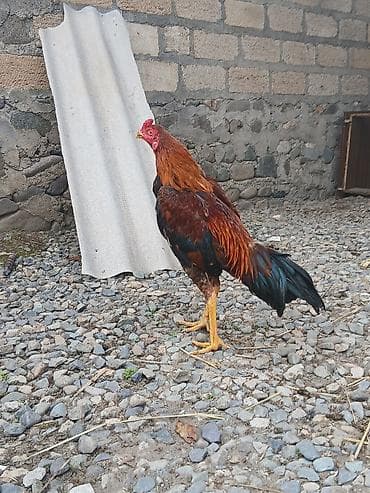 it yemi satisi: Məhsul: Xoruz Təsvir: - Uzunboyun, güclü bədən quruluşlu xoruz - — 1