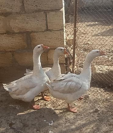 Цыплята: Ağ qazlar – 3 baş - Cins: ağ ev qazı (yerli) - Rəng: tam ağ lələk — 2