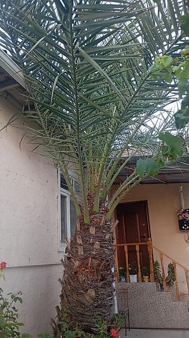 pomidor şitili satışı: Xurma xurması (Phoenix dactylifera) palma ağacı - Hündürlüyü — 3