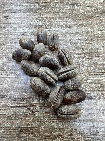 Finik toxumu ve hazir qabda olan satılır 95 % cıxır . Xarici yaxşı