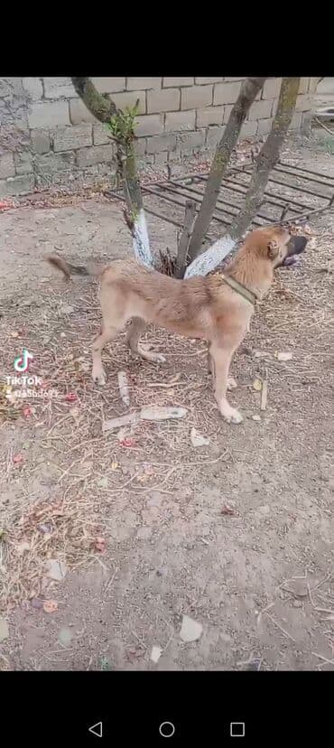 Akvariumlar: Qarışıq cins it – həyət və mühafizə üçün - Orta-böyük ölçülü, qısa — 3