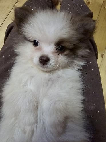 pitbull az: Şpitz, 3 ay, Dişi — 6