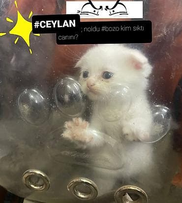 pişik tualet: Yaxşı əllərə — 3