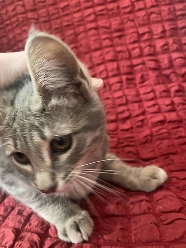 pişik: Dişi, Yaxşı əllərə, Ünvandan götürmə — 2