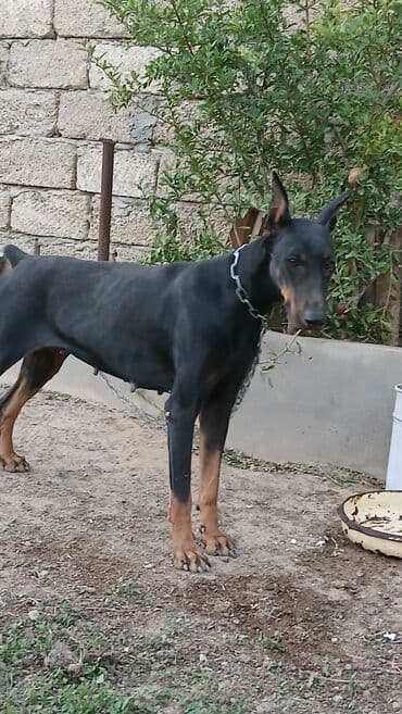доберман купить: Doberman, 1 il, Dişi — 1