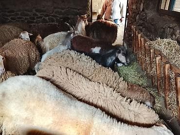 cins buzovların satışı: Gəncədə toya nişana qurbanlıq üçün hər cür quzularimiz var yaxşı — 10
