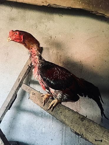 ev pisiyi satisi: Heyratı xoruz. Qırmızı başlıqlı və boyunlu, qara və qəhvəyi — 6